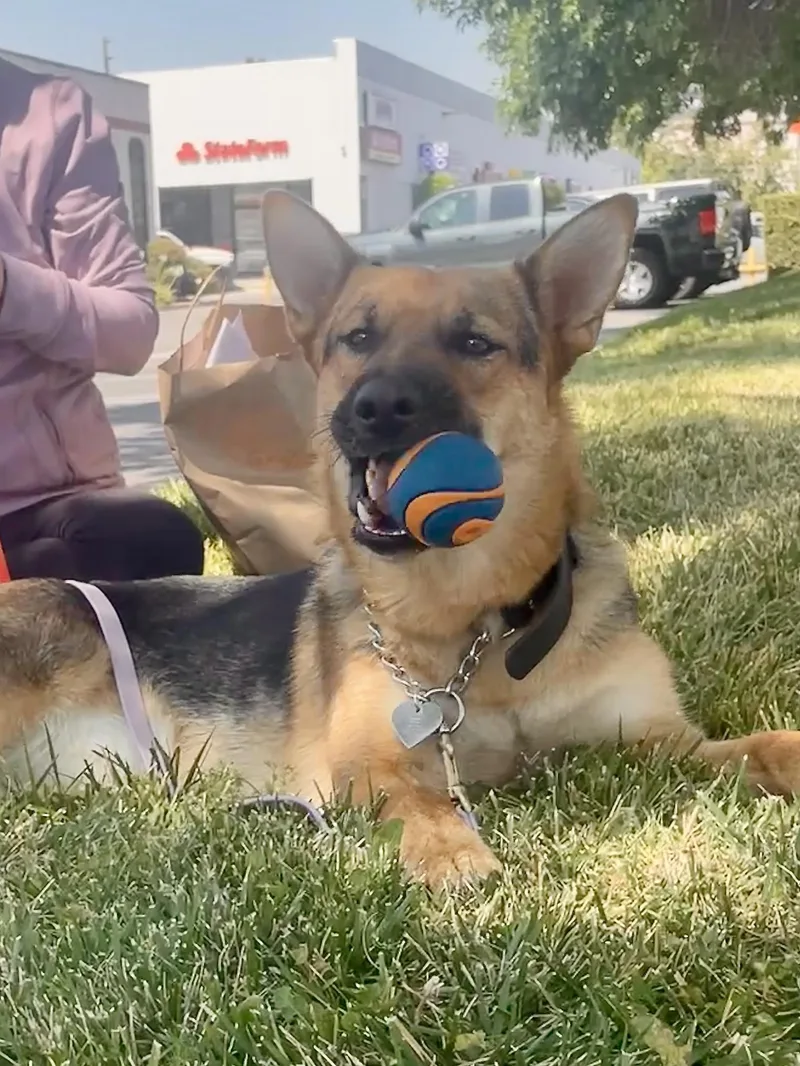 Sheba  Urgent thumbnail 4