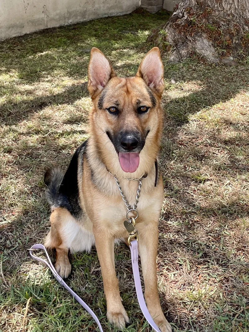 Sheba  Urgent thumbnail 5