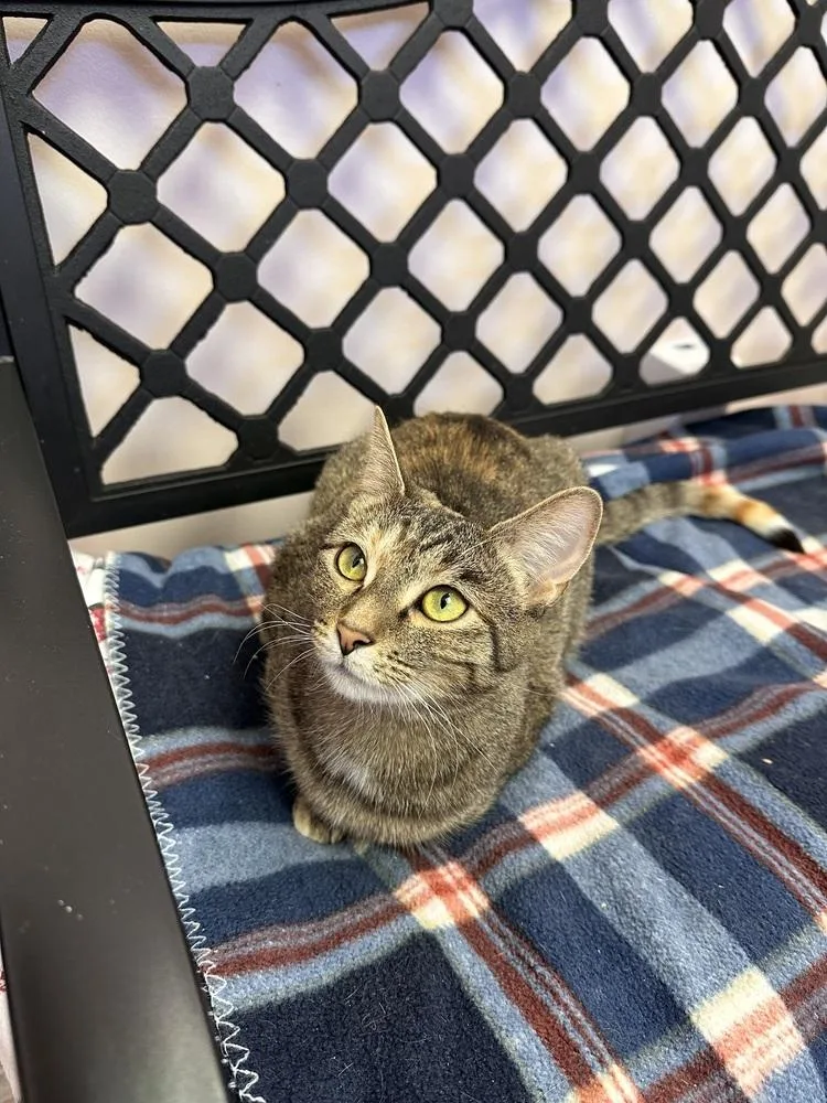 A young small-sized female Domestic Short Hair cat named Nutmeg for adoption in Greensburg, PA