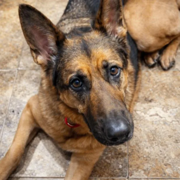 Valentine thumbnail 2