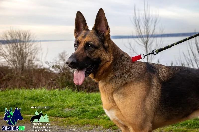 Valentine thumbnail 3