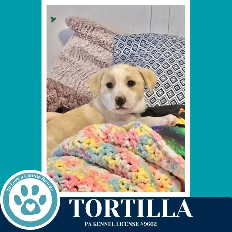 Tortilla thumbnail 2