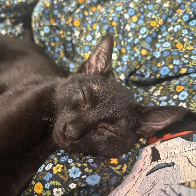 Tamagotchi thumbnail 2