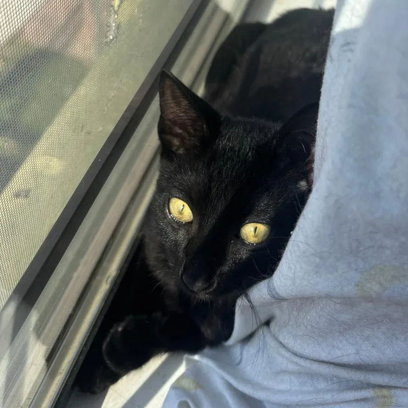 Tamagotchi thumbnail 3