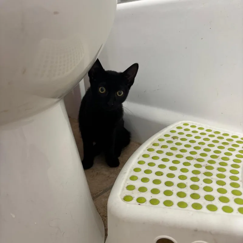 Tamagotchi thumbnail 4