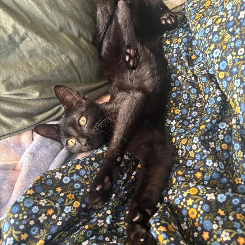 Tamagotchi thumbnail 5