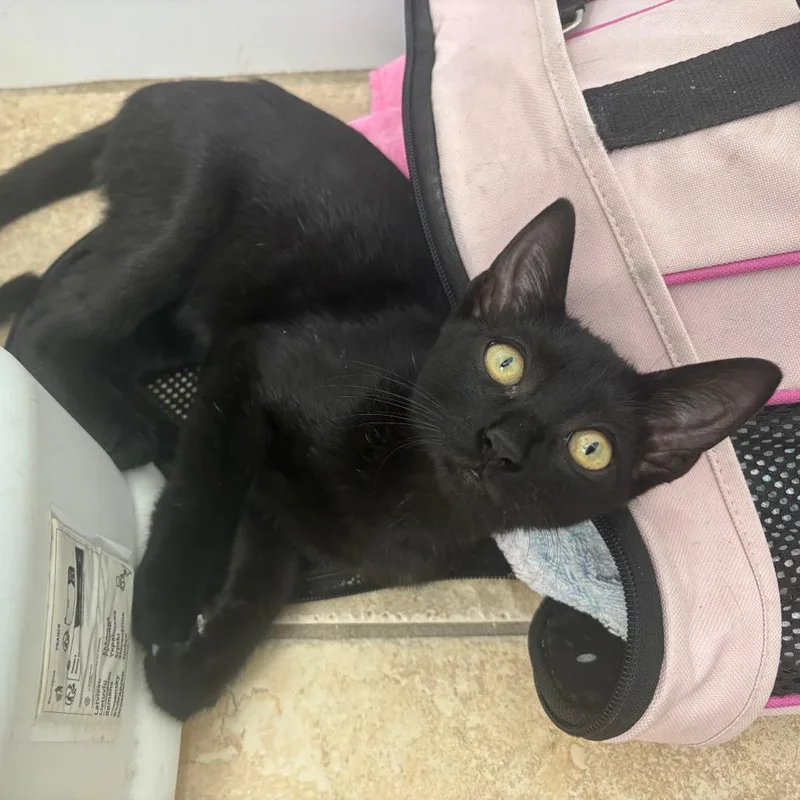 Tamagotchi thumbnail 6