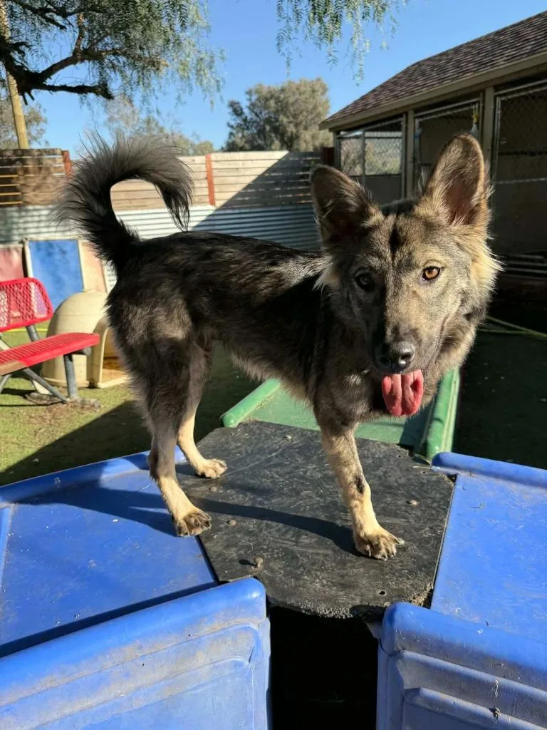 Dampimook thumbnail 2