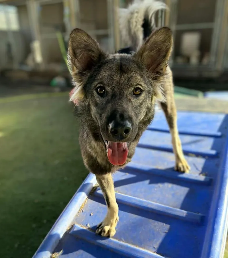 Dampimook thumbnail 3