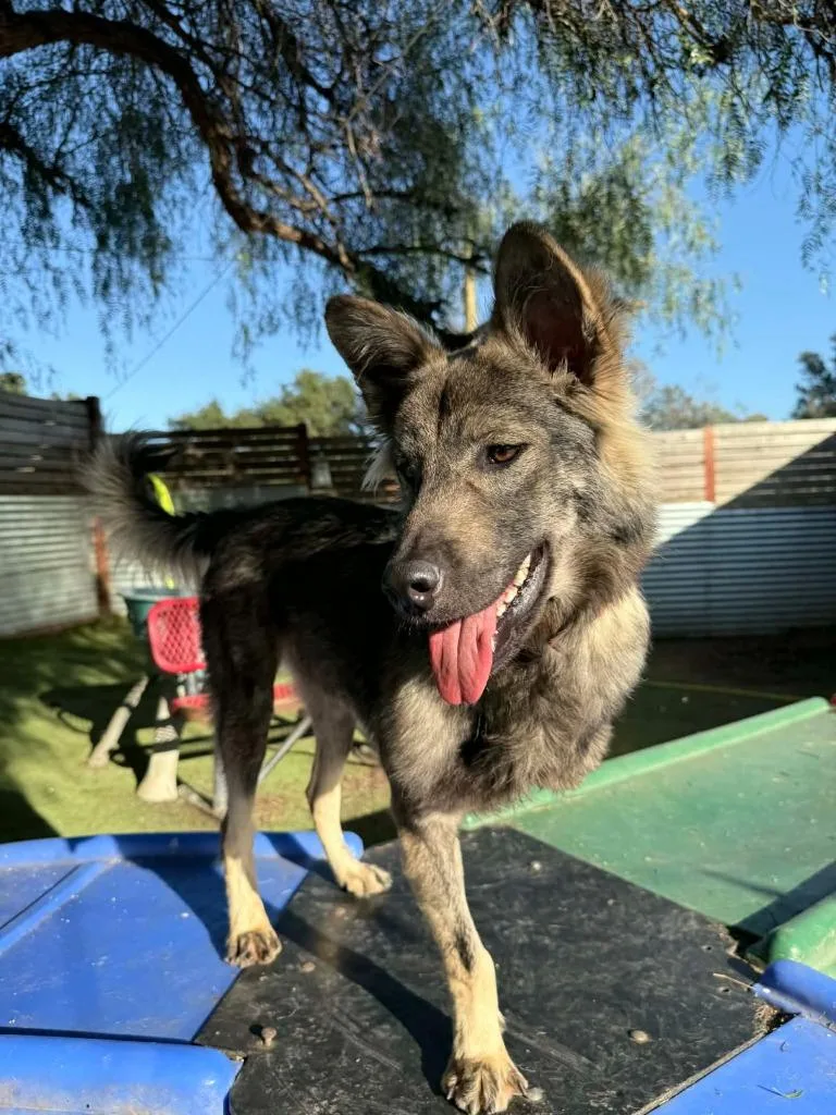 Dampimook thumbnail 4