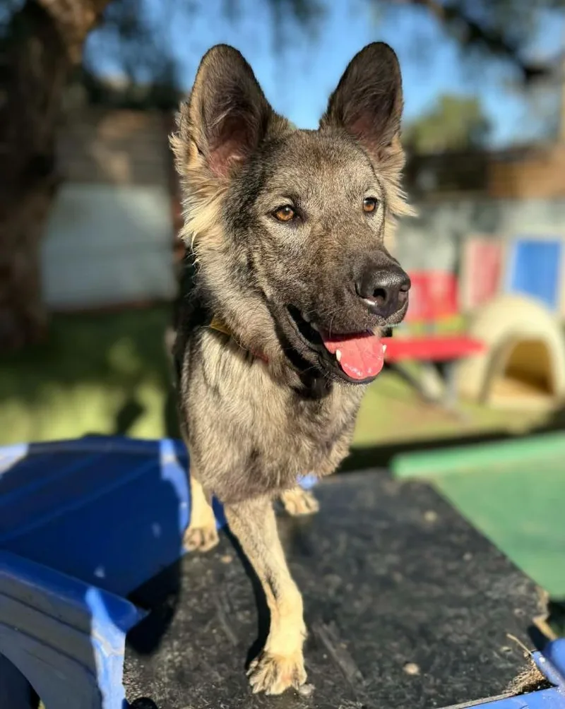 Dampimook thumbnail 5