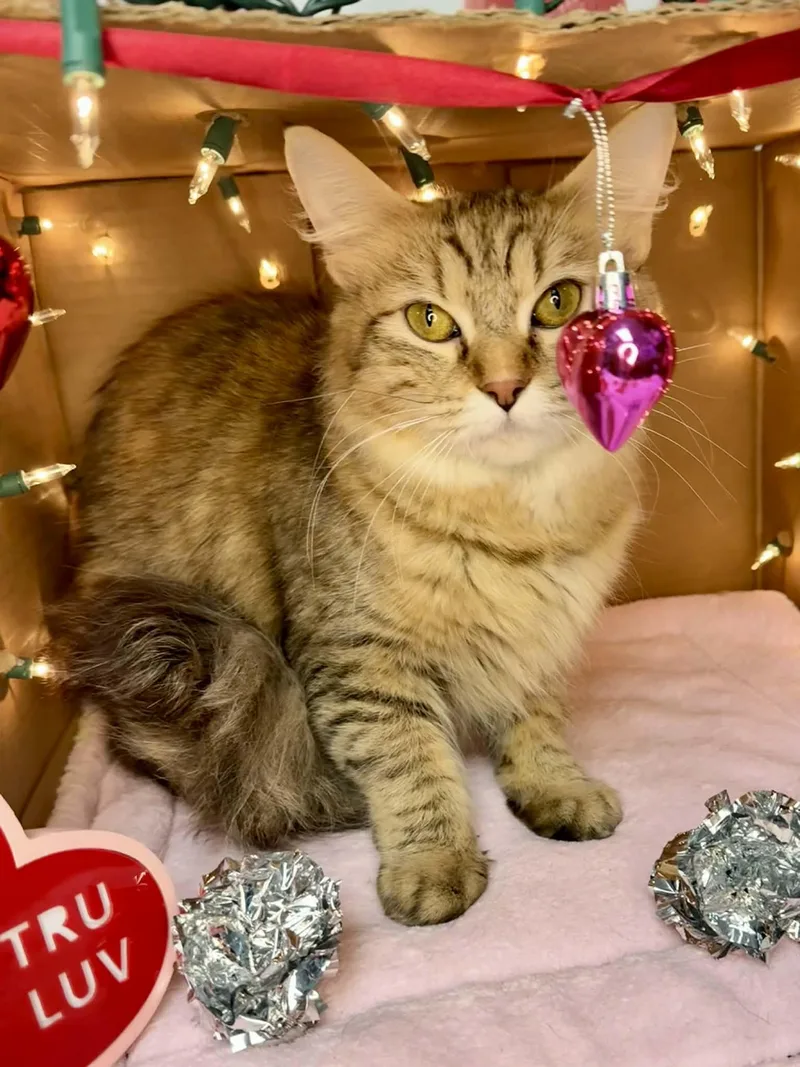 Halo  Gorgeous Long thumbnail 2