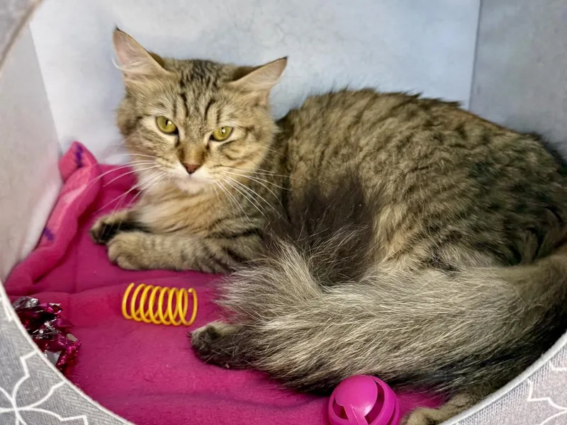 Halo  Gorgeous Long thumbnail 3