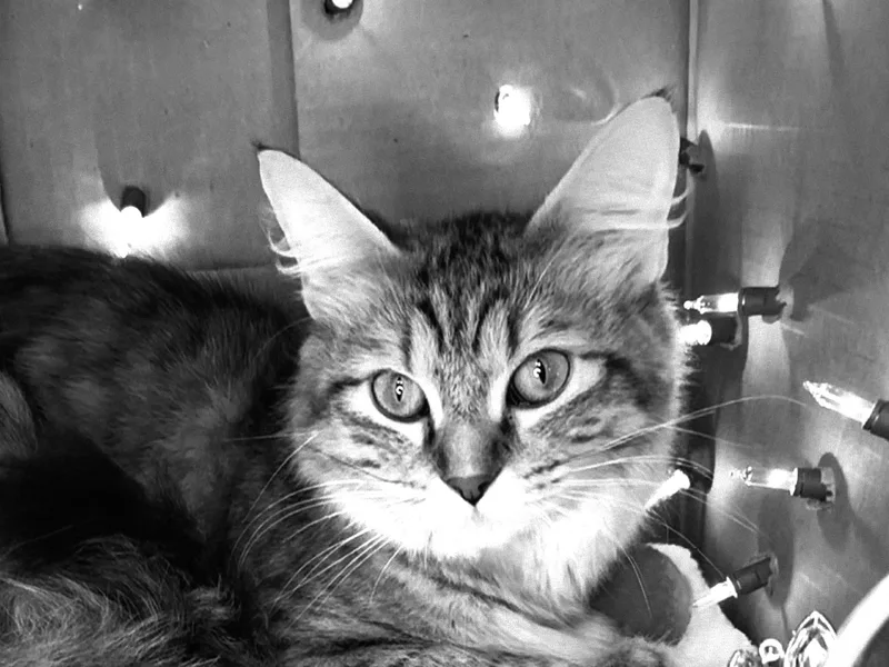 Halo  Gorgeous Long thumbnail 4