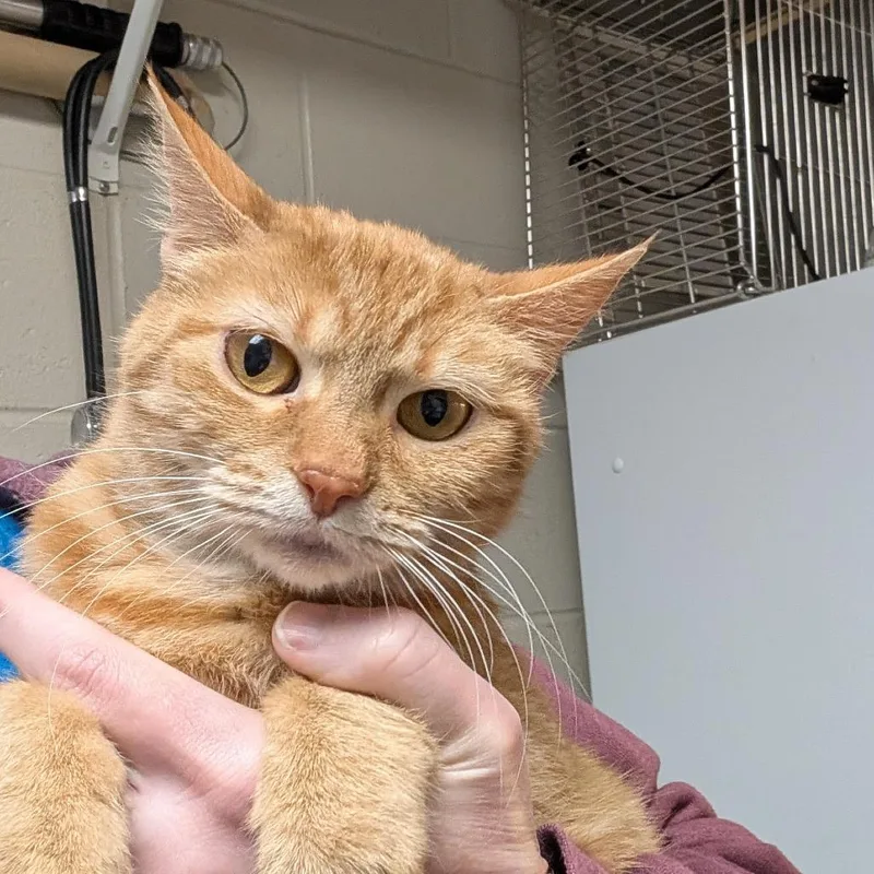 Danielle Tiger thumbnail 2