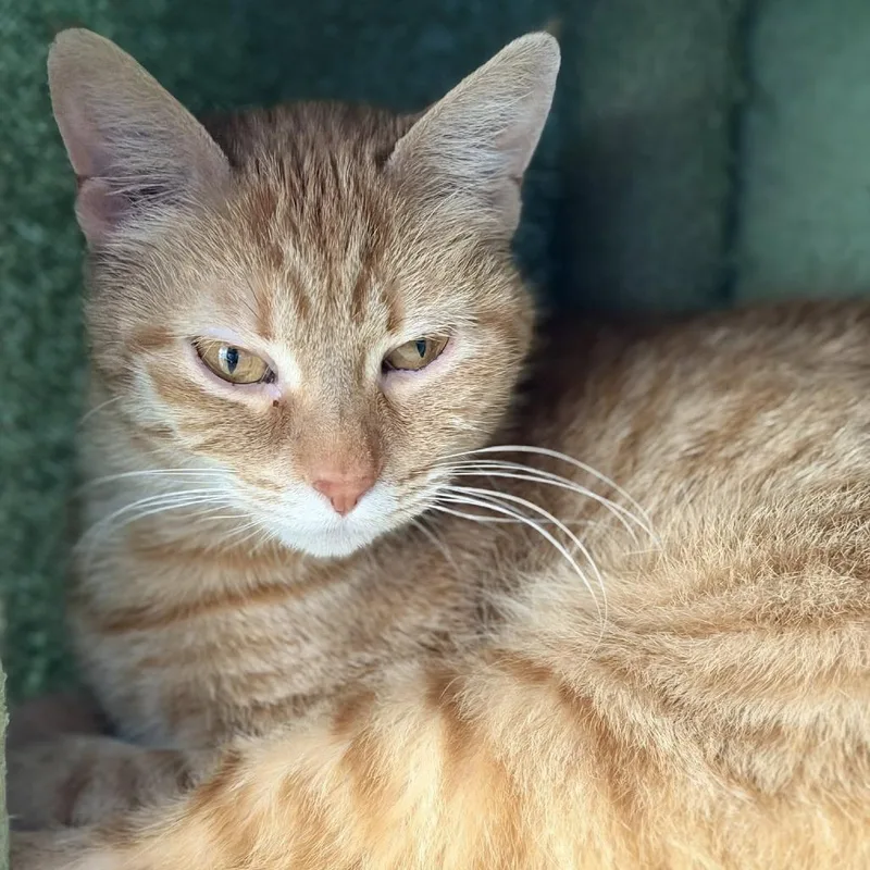 Danielle Tiger thumbnail 3