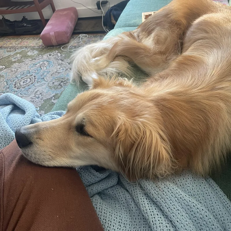 Indie  Sweet And thumbnail 2