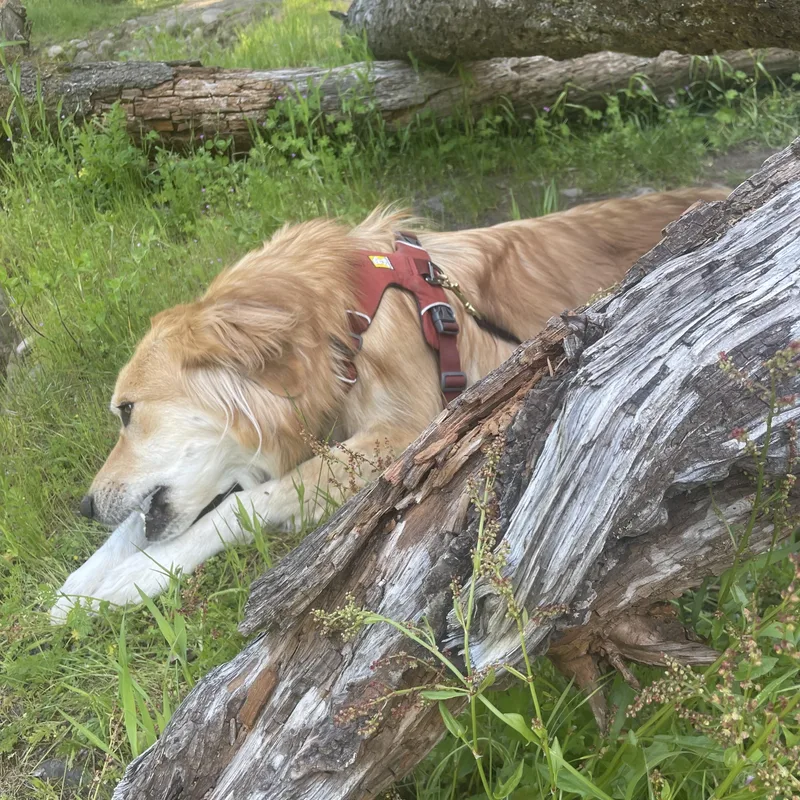 Indie  Sweet And thumbnail 3