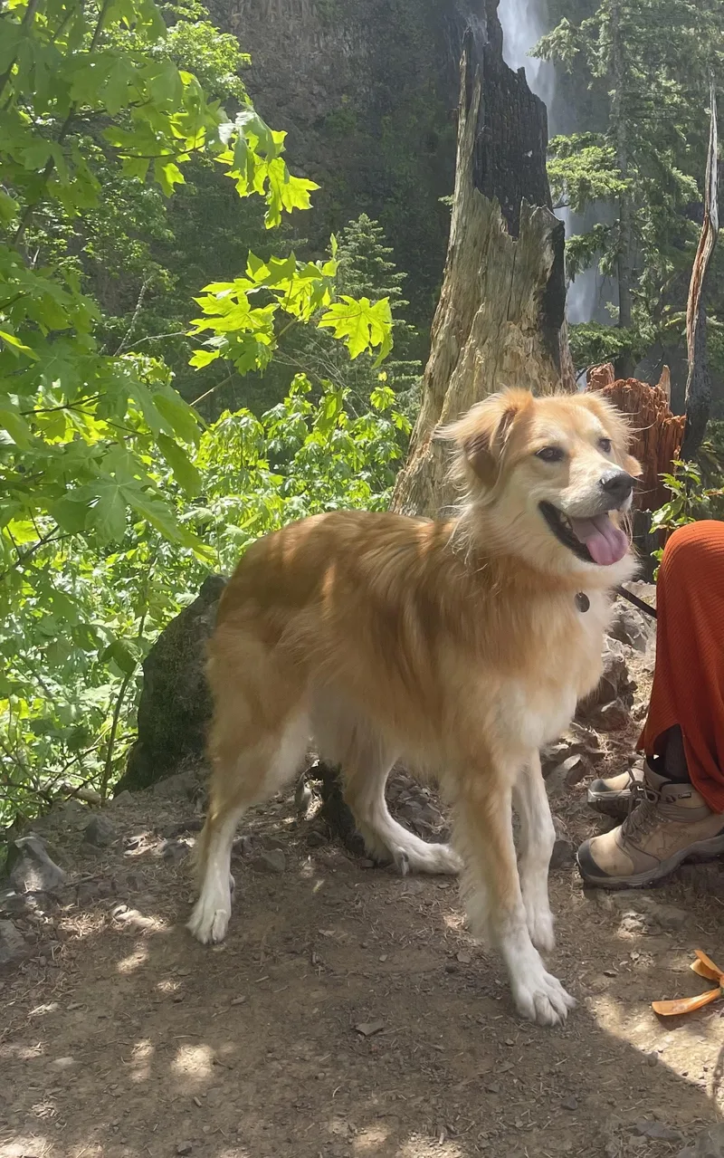 Indie  Sweet And thumbnail 4