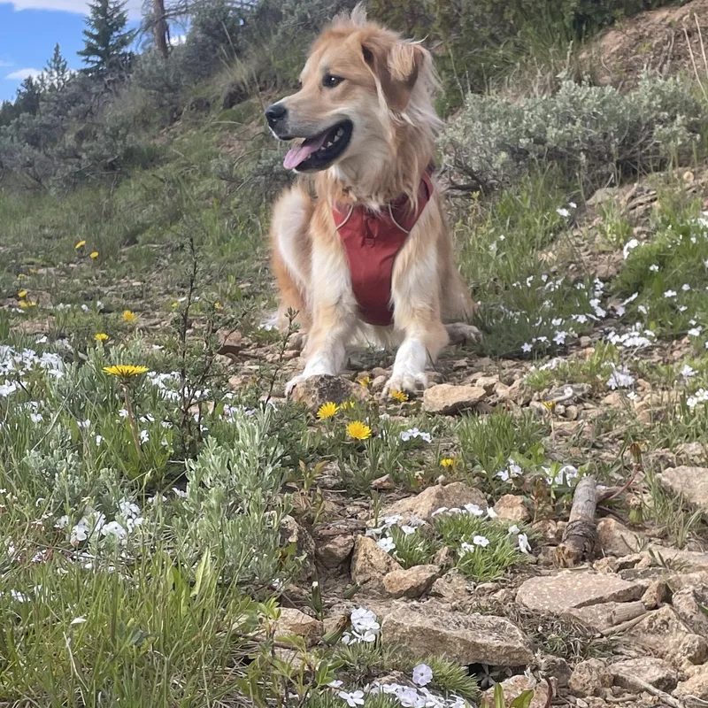 Indie  Sweet And thumbnail 5