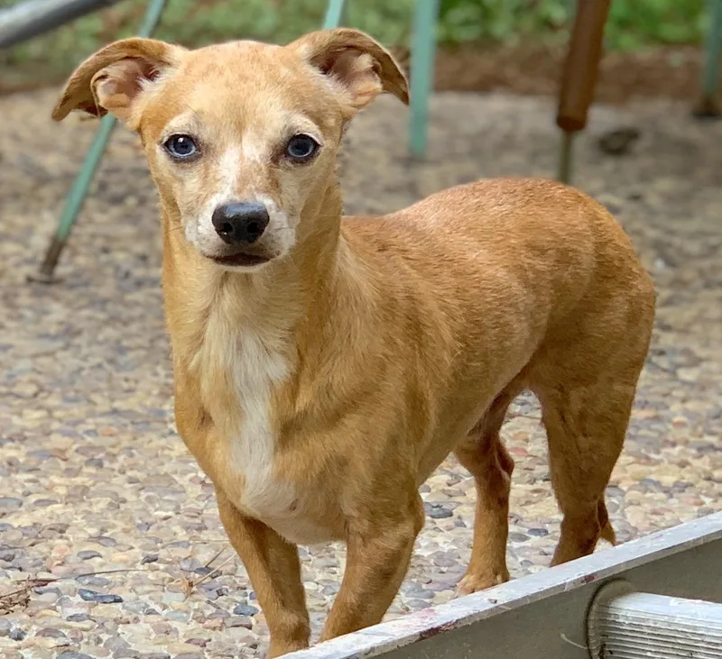 Zoey & Bubba thumbnail 3