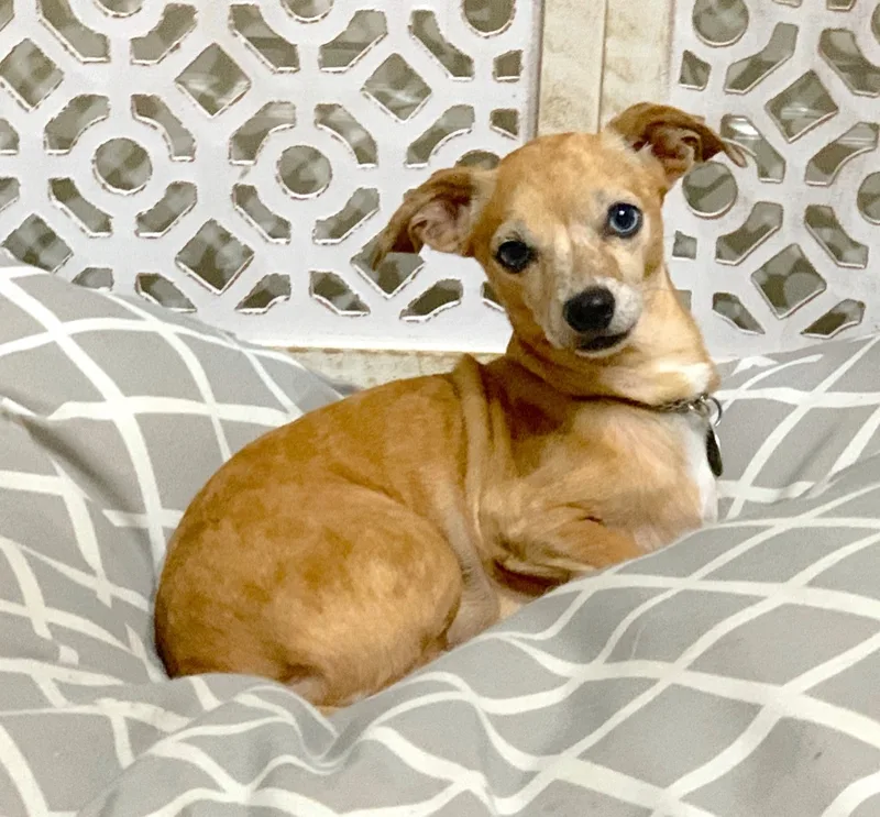 Zoey & Bubba thumbnail 4