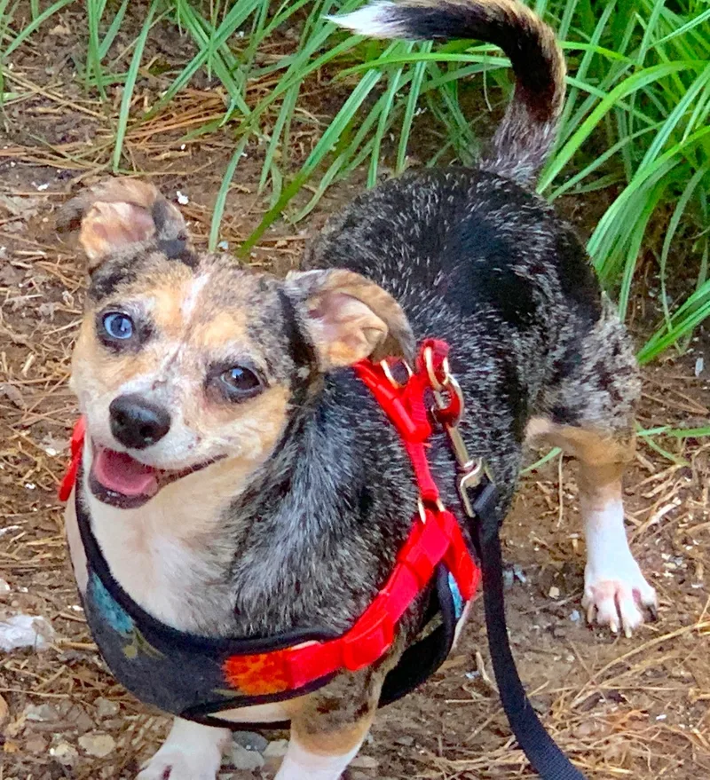 Zoey & Bubba thumbnail 5