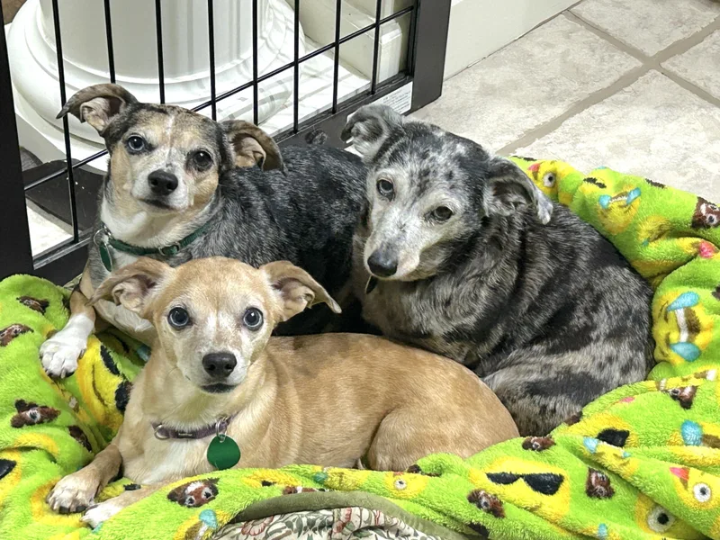 Zoey & Bubba thumbnail 6