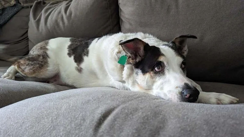 Chickpea thumbnail 2