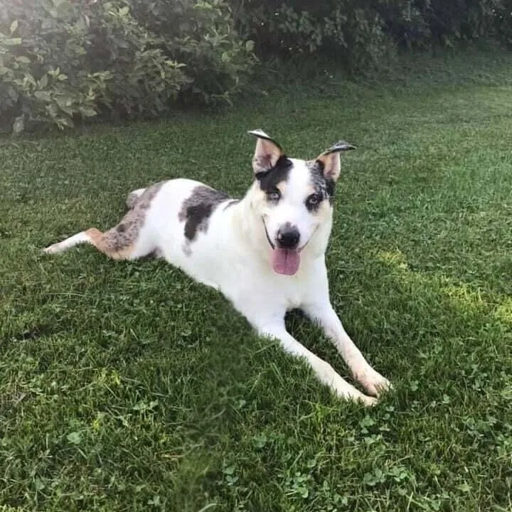 Chickpea thumbnail 3