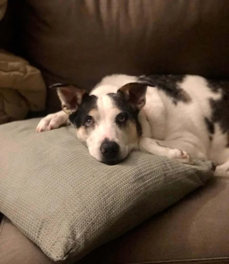 Chickpea thumbnail 4