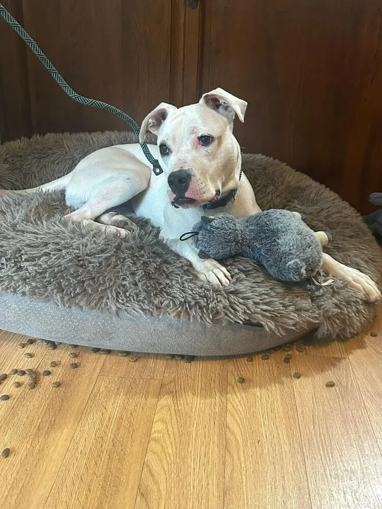 Butterscotch thumbnail 2