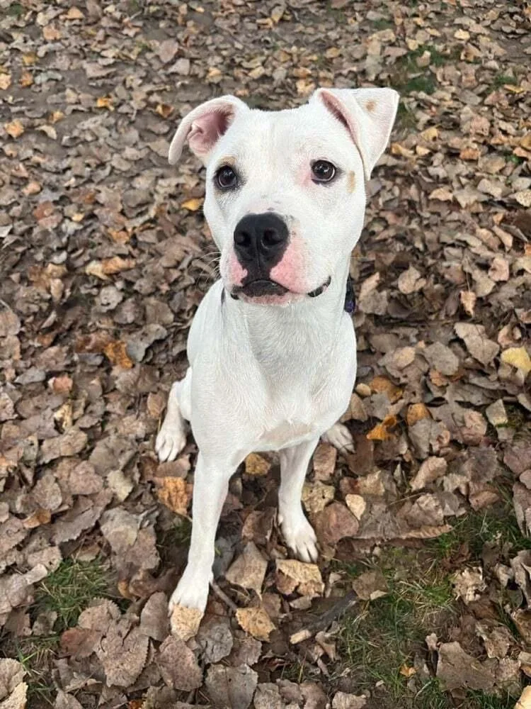 Butterscotch thumbnail 3