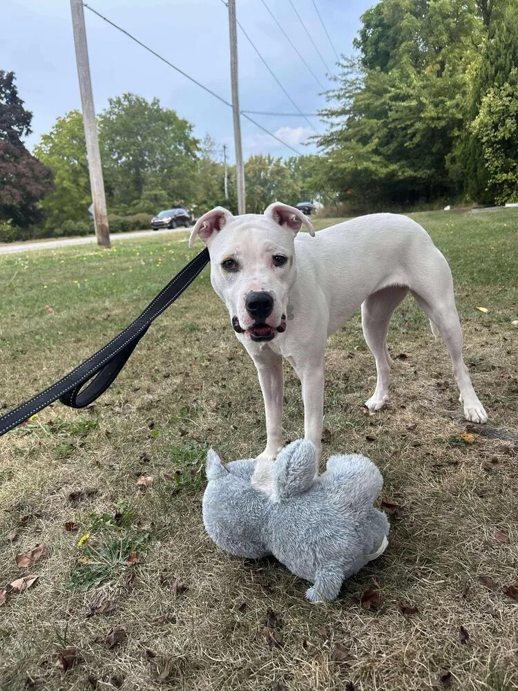 Butterscotch thumbnail 4