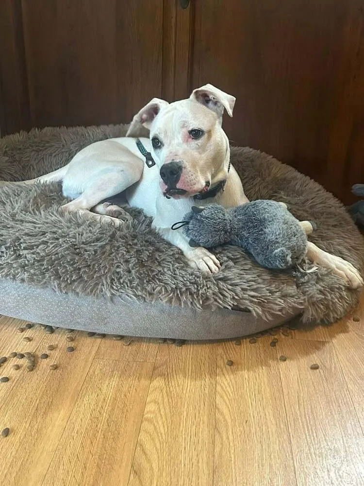 Butterscotch thumbnail 5