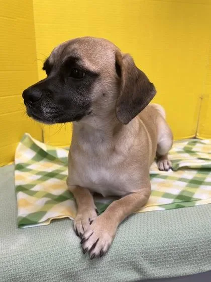 Pineapple thumbnail 2