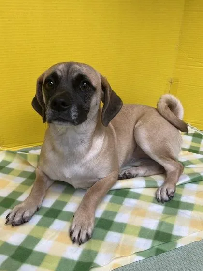 Pineapple thumbnail 3