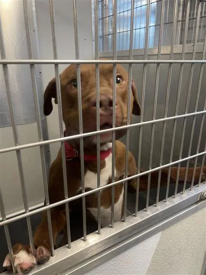 An adult large-sized male Mixed Breed dog named Bean for adoption in West Chester, PA