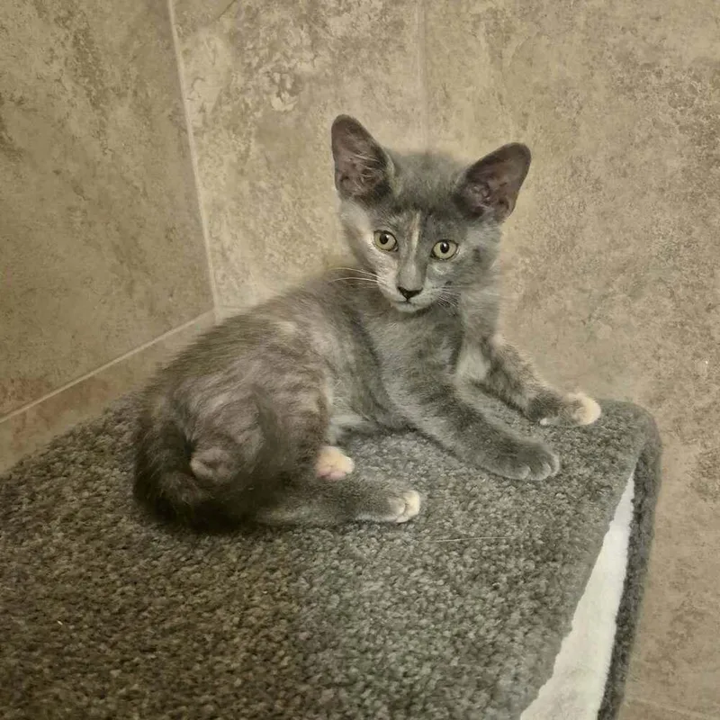 A baby small-sized female Dilute Tortoiseshell Domestic Short Hair cat named Scrabble for adoption in Tucson, AZ