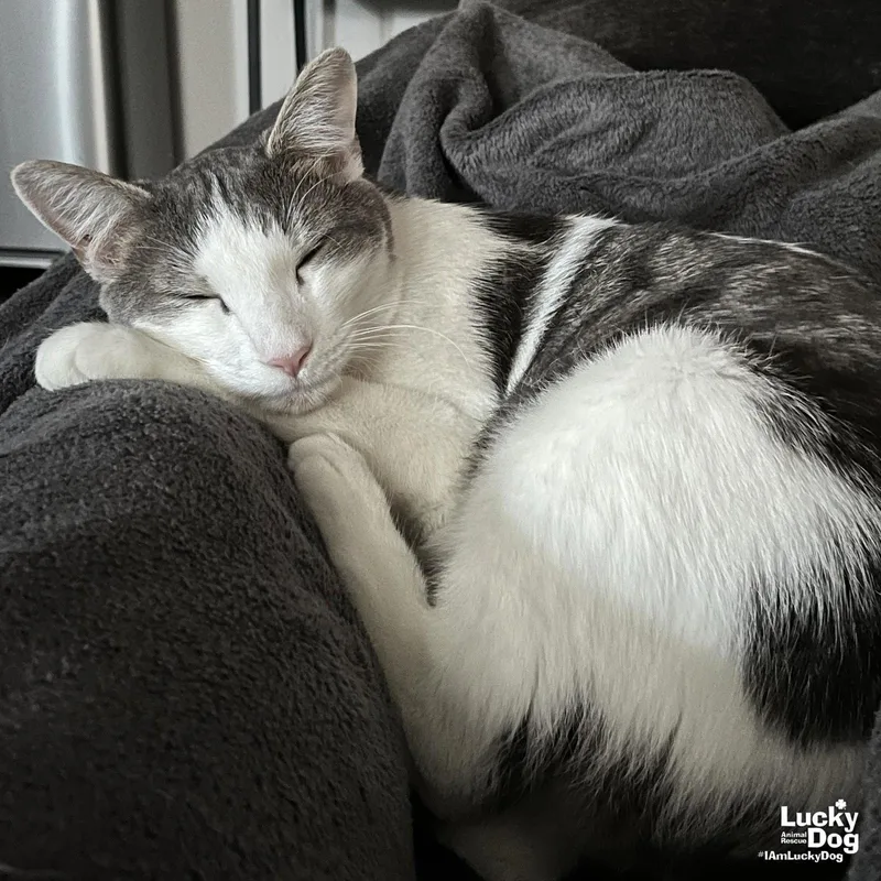 An adult medium-sized male Domestic Short Hair cat named Cypress for adoption in Washington, DC