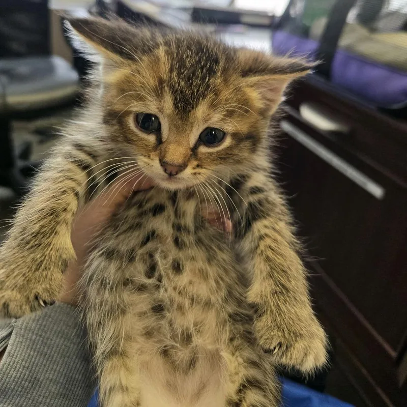 A baby small-sized female Torbie Domestic Short Hair cat named Kit for adoption in Branson, MO