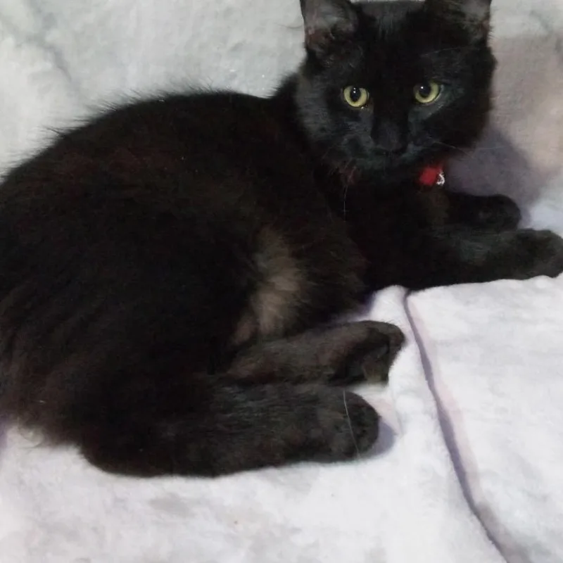 A baby small-sized male Black Domestic Long Hair cat named Jules City of for adoption in Chino Hills, CA