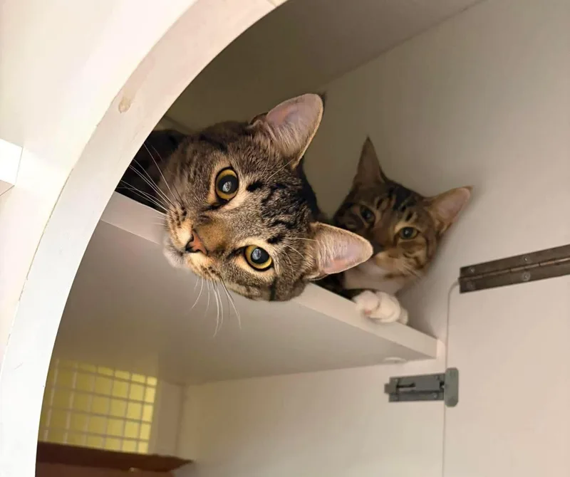 A young medium-sized female Calico Tabby cat named Indie and Ollie BONDED for adoption in Avondale, PA