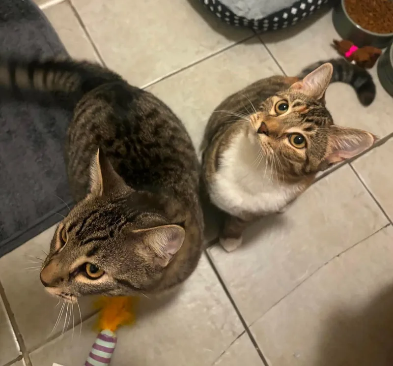 Indie and Ollie BONDED thumbnail 6