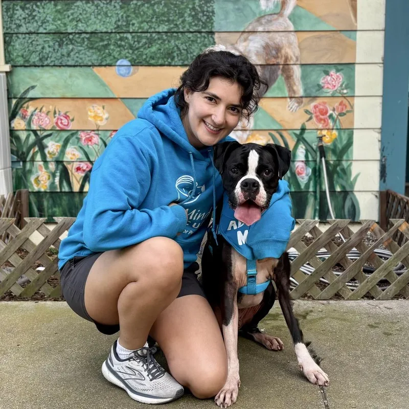 An adult large-sized male White / Cream Boxer dog named Bruno for adoption in Pacific Grove, CA