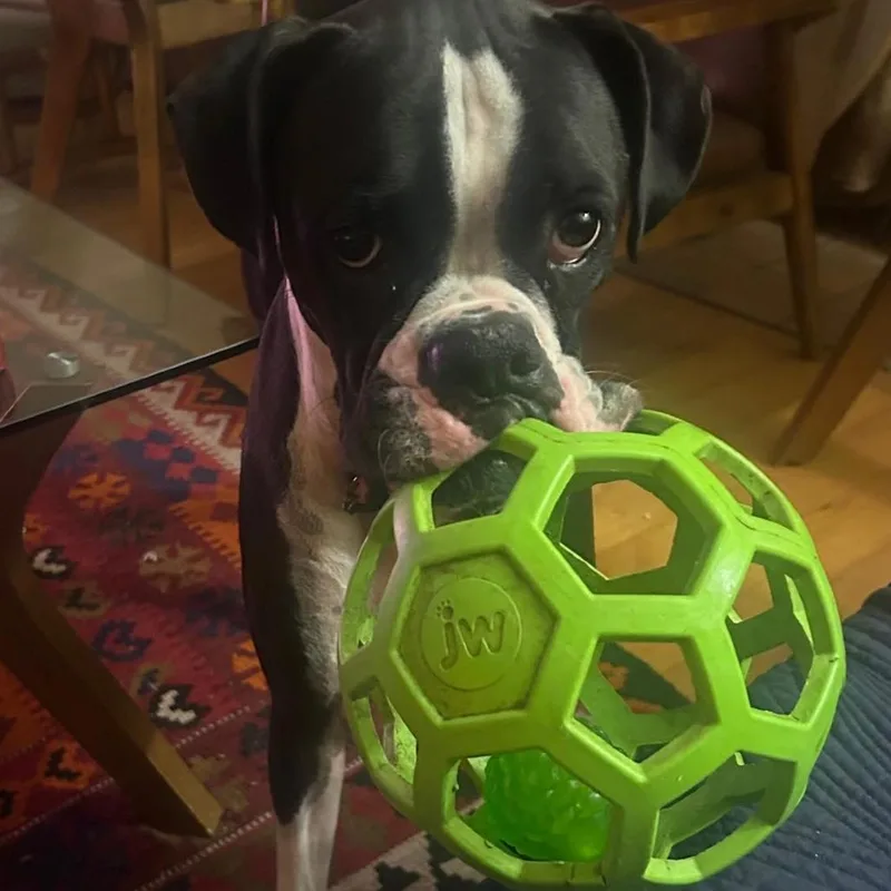 Bruno thumbnail 2