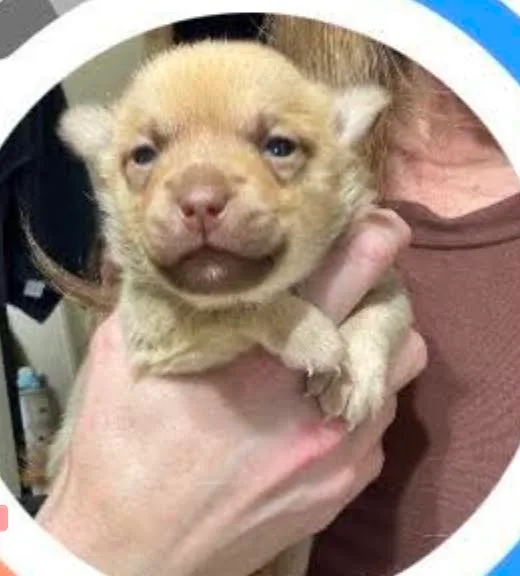 A baby small-sized female red Chihuahua dog named MaryAnn for adoption