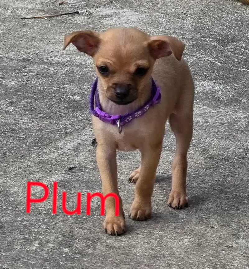 A baby small-sized female red Chihuahua dog named Plum for adoption