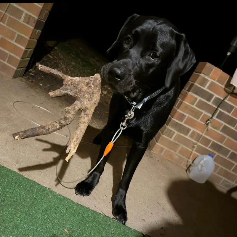 An adult small-sized male Black Labrador Retriever dog named Diesel for adoption in Lynchburg, VA