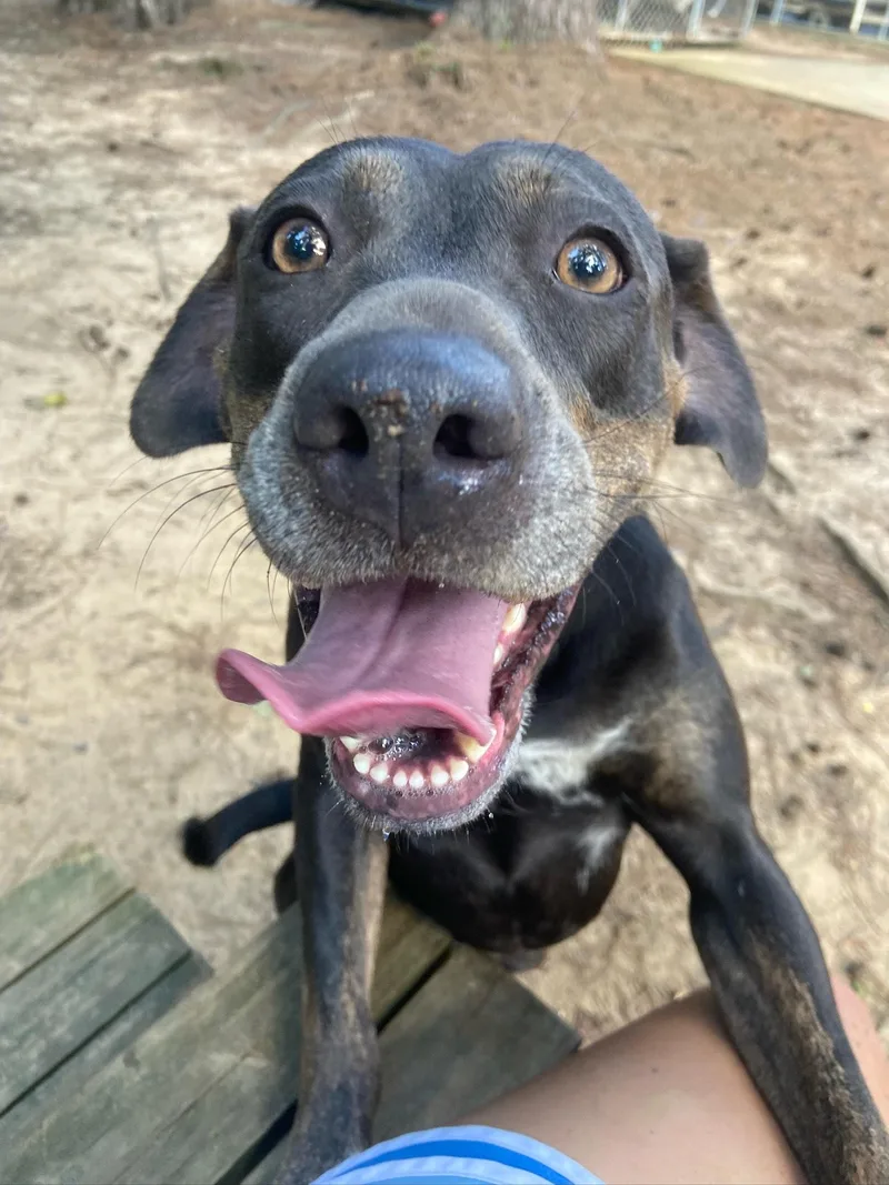 Darla
